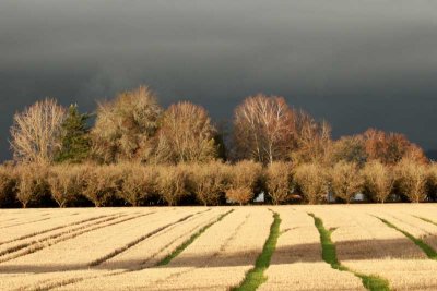 Filbert orchard and wheat stubble