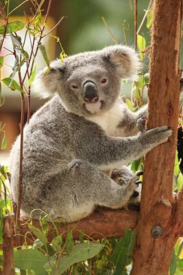 Every album needs a cute koala shot