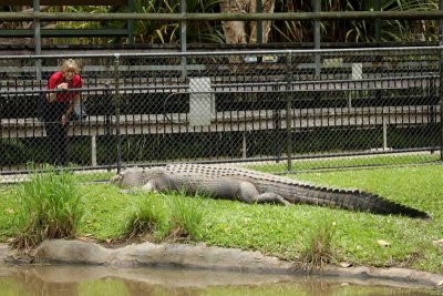 A rather large crocodile