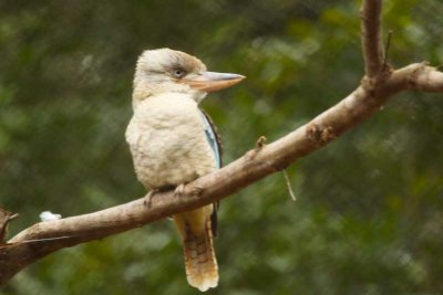 Kookaburra, my favorite Australian bird