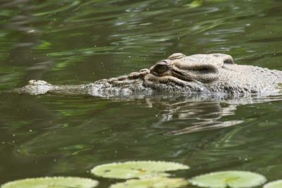 Yellow Water Wetlands crocodile