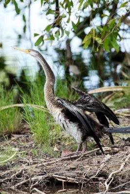 Yellow Water Wetlands bird