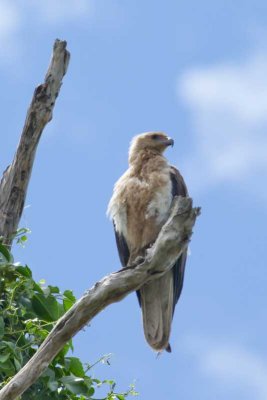 Yellow Water Wetlands bird