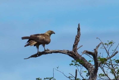 Yellow Water Wetlands bird
