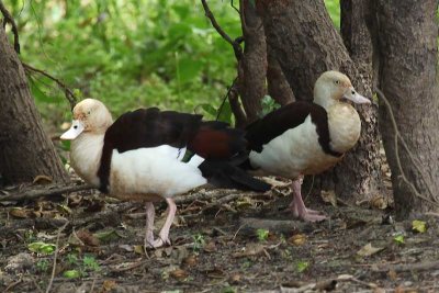 Yellow Water radjah shelduck