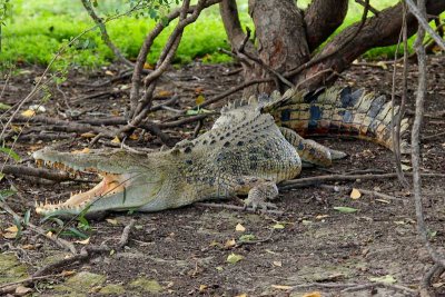 Yellow Water Wetlands crocodile
