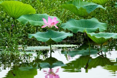 Yellow Water Wetlands lily
