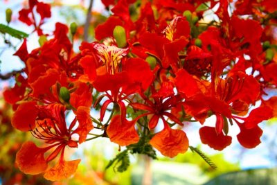 Nice flowers at Gagadju Holiday Inn