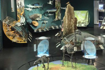 Darwin Museum exhibit
