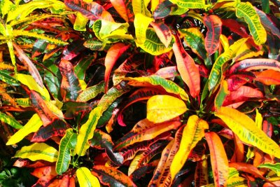 Colorful plants