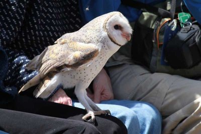 This owl likes peoples' laps