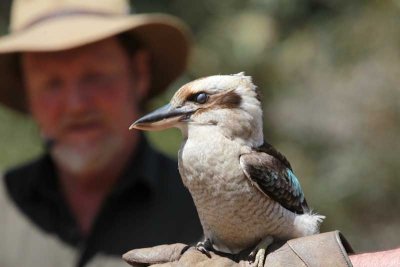 Kookaburra