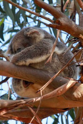 Sleepy Koala - so what's new