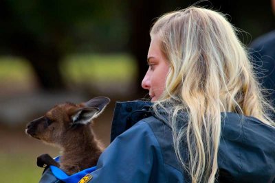 This wallaby is in good hands