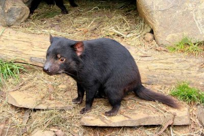 Tasmanian Devil - not cuddly