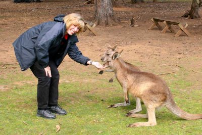 Kangaroos are attracted to Ginny - she has food