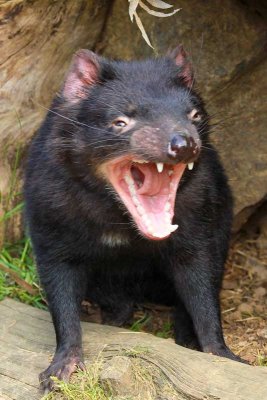 Tasmanian Devils yawn a lot