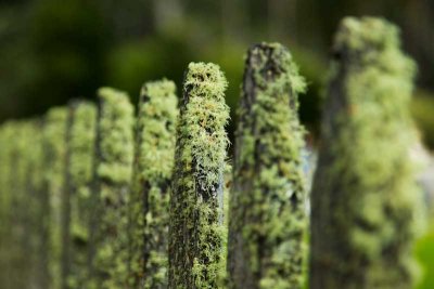 Artsy shot of moss on a fence