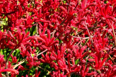 Pretty flowers in botannical gardens