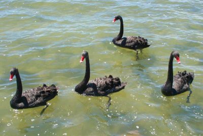 Black swans on Lake Rotorua