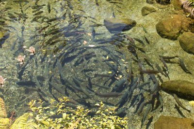 Rainbow trout at Rainbow Springs