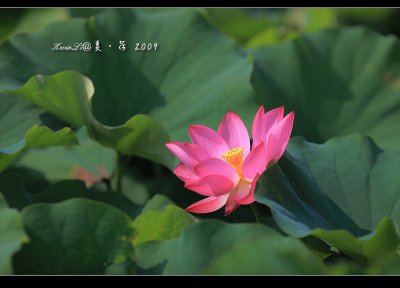 Lotus2009_01.jpg