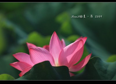 Lotus2009_05.jpg