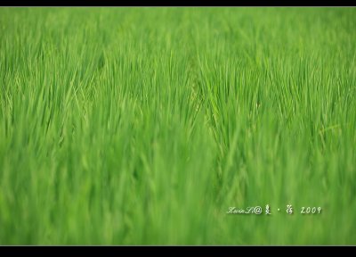 風荷日麗