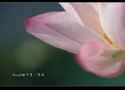 仲夏‧荷語