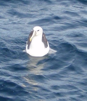 ALBATROS