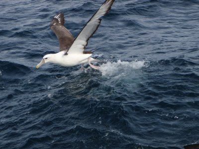 ALBATROS