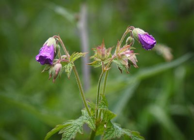 4934 Flowers at Oppstryn.jpg