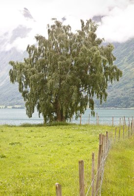 4953 Tree at Segestad.jpg