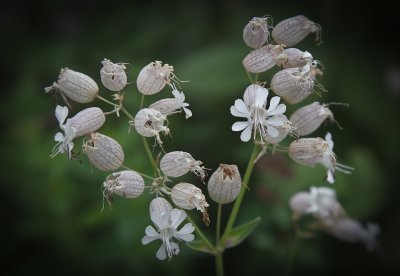 4983 Flowers at Oppstryn.jpg