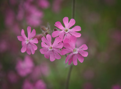 4987 Flowers at Oppstryn.jpg