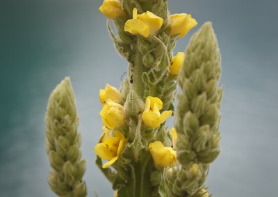 4989 Flowers at Oppstryn.jpg