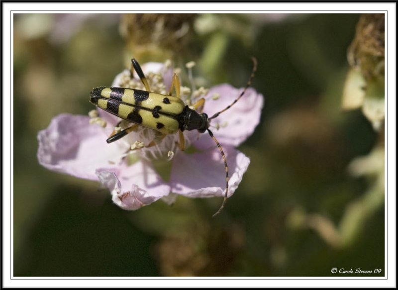 Strangalia maculata on bramble flower.