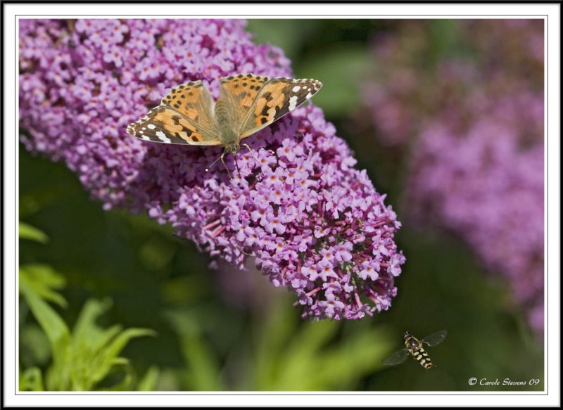 Painted lady and the hoverfly.