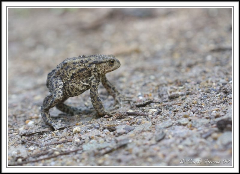 Common Toad - Bufo bufo