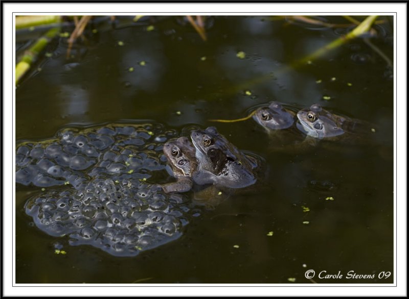 Common frogs mating -  Rana temporaria