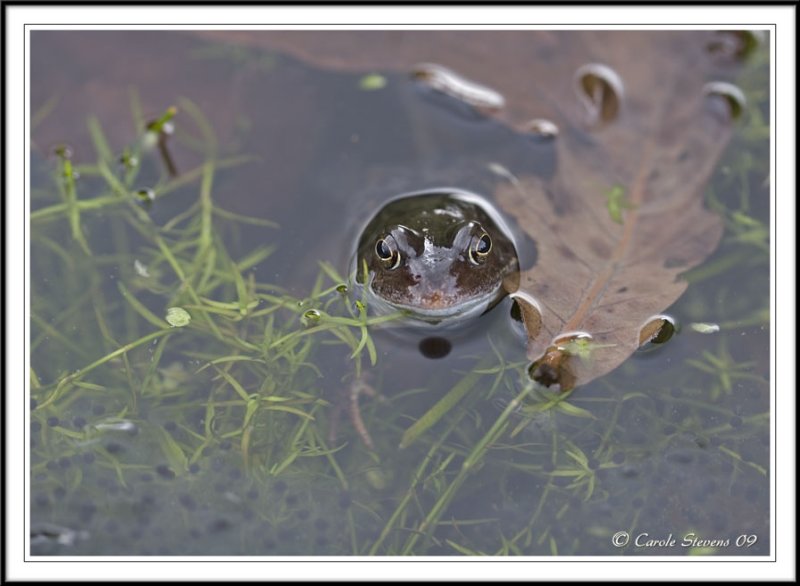 Common frog -  Rana temporaria