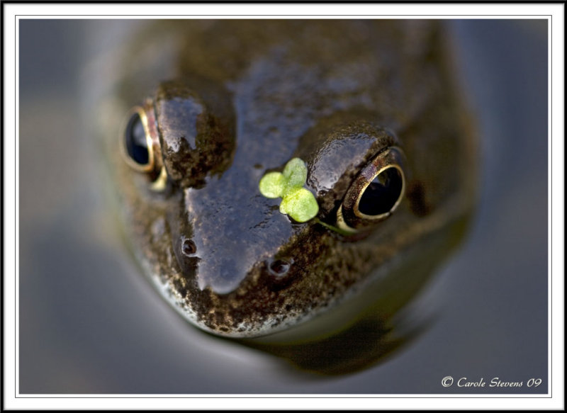Common frog - Rana temporaria
