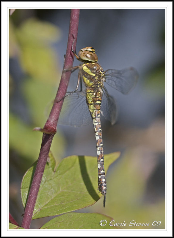 Migrant hawker (f) - Aeshna mixta