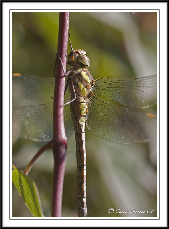 Migrant hawker (f) - Aeshna mixta