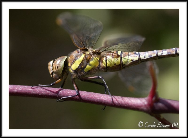 Migrant hawker (f) - Aeshna mixta