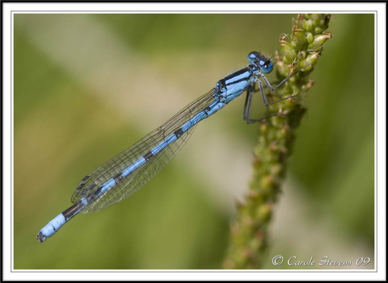 Blue Damselfly Enallagma cyathigerum