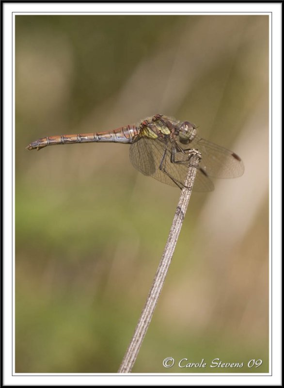 Female (Older) Common darter.