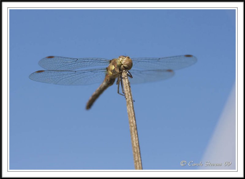 Male Common Darter- Sympetrum striolatum