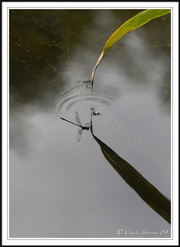 Emerald damselfy eating and reflection!