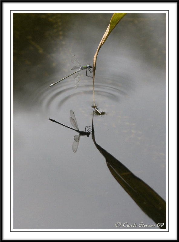 Emerald damselfly eating - Lestes sponsa